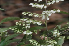 Vaccinium neilgherrense